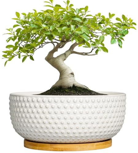 EPFamily Succulent Pots 8 Inch - Ceramic Bonsai Planters for Indoor Plants, Plant Pot with Drainage Hole and Saucer, Shallow Round Flower Planter, Modern Room Decor, Gifts for Plant Lover, White
