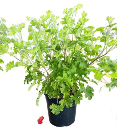 Geranio Citronela Natural en Maceta Planta Repelente de Mosquitos para Jardín y Terraza