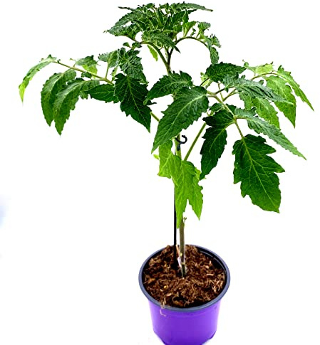 veredelte Tomatenpflanze Starlias-Orange Carotin Tomate 2er-Set