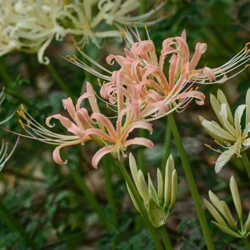 Lirio araña - Lycoris radiata silvestres de balcón de jardín perennes resistentes macizo silvestres bulbos resistentes Cobertura resistente 6pcs