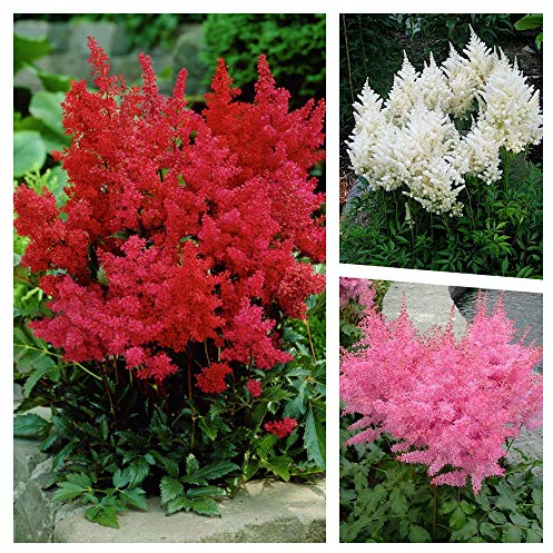 Stauden Gänge 3 x Astilbe arendsii Kollektion (Winterhart/Stauden/Staude/Mehrjährig) Prachtspiere - in Rot Rosa Weiß - Farbige Blütenwolken für schattige Beete - Sehr Bienenfreundlich