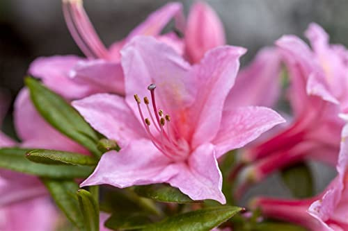 Rhododendron viscosum 'Pennsylvania' 40-50 cm – Winterhart, Mehrjährig – Sumpf-Rhododendron – Zierstrauch für Garten & Moorbeet