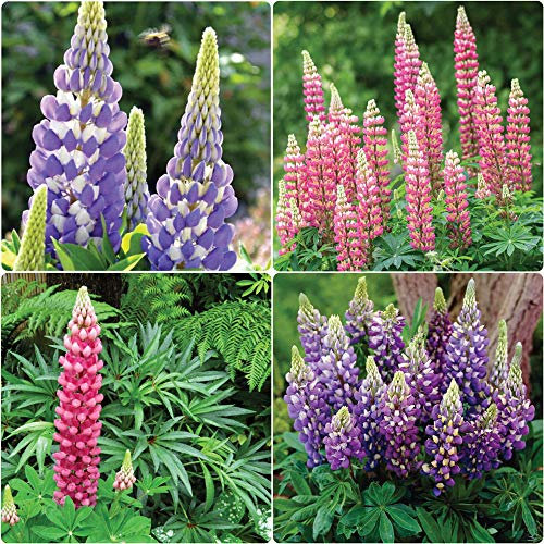 Lupin Legendary Pink and Blue Mix x 6 Perennial Plug Plants (3 of Each)