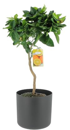 KENTIS - Citrus Reticulata – Mandarinenpflanze – Aussenobstbäume in Vase - Hoch 70-80 cm Topf Ø 20 cm