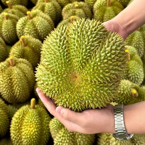 semi freschi di durian - durian - appartamento semi biologici giardino resistente, interno 2pcs