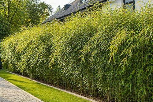 Fargesia Rufa Bambus 100 cm im 19 cm Topf – winterharter Schirmbambus bis 2,5 m, immergrün, ideal als Sichtschutz & Heckenpflanze, nicht wuchernd, pflegeleicht für Garten & Balkon