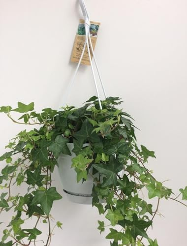 Edera Helix in Vaso Sospeso Bianco, da Interno ed Esterno, Verde, Ø17.0cm