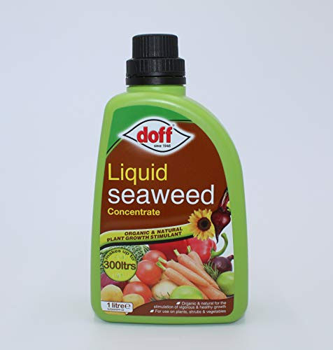 Doff Liquid Seaweed Concentrate – 1L Natural Fertiliser for Healthy Growth of Flowers, Fruit, Vegetables & Shrubs – Seaweed Plant Food – Encourages Root Development – Makes 300L Feed