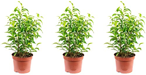 3er-Set Birkenfeige - Höhe ca. 30 cm, Topf-Ø 12 cm - Ficus benjamini Natasja