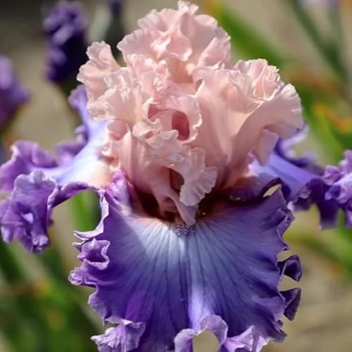 Semillas de iris - Las de jardín de rocas son resistentes Iris tectorum - semillas de comprar 550pcs