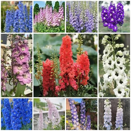 rittersporn balkon, winterharte kübelpflanzen delphinium blumenwiese mehrjährig, herbst deko exotische 300samen