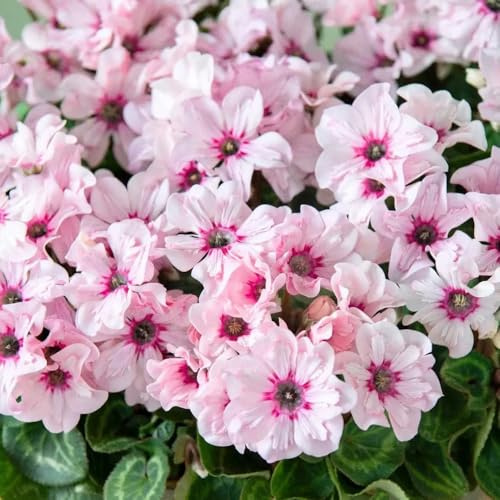 alpenveilchen gartenblumen, kräuterpflanzen cyclamen bodendecker winterhart mehrjährig seltene, wohnzimmer deko hochbeet steingartenpflanzen 125samen