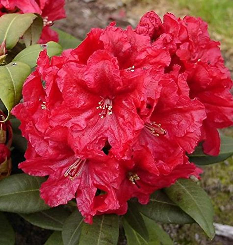 Großblumige Rhododendron Rabatz® 30-40cm - Alpenrose