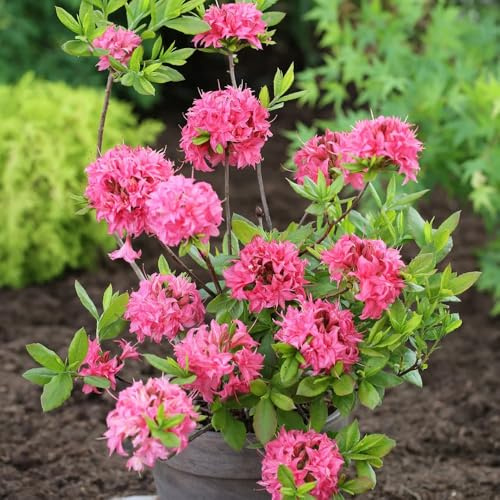 semillas de rododendro, interior azalea silvestres, arbustos de ación resistente decorativas, resistentes al exterior 250pcs