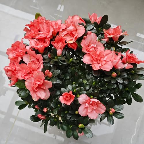 semillas de rododendro, semillas de azalea, azalea resistente, silvestre jardín orgánicas exóticas 400pcs