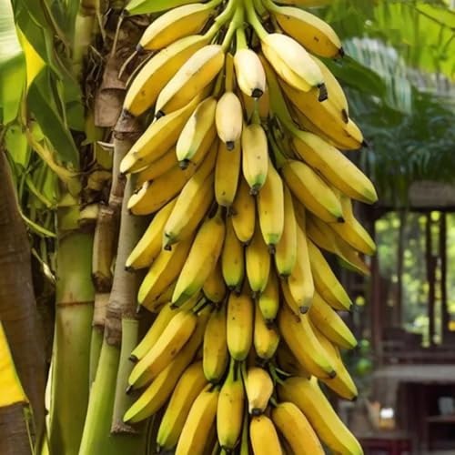 bananensamen winterharte kübelpflanzen winterharte stauden mehrjährig bananenpflanze winterhart garten hochbeet säulenobst obstbäume zimmerbonsai bonsai bonsai bäumchen kaufen 25samen