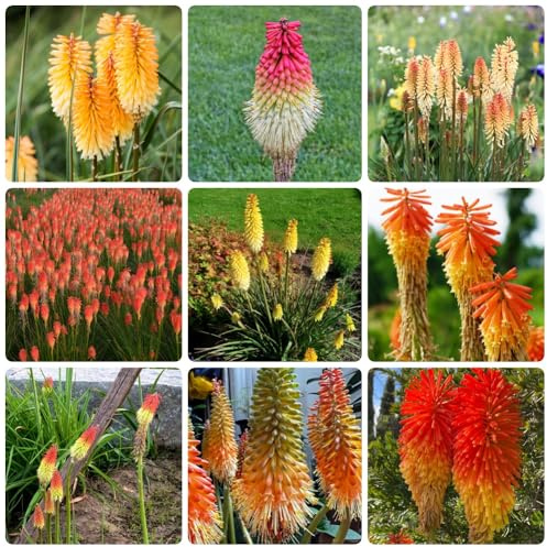 Semillas de lirio antorcha - balcón en resistentes plantando verano variedades antiguas jardín exóticas 65pcs