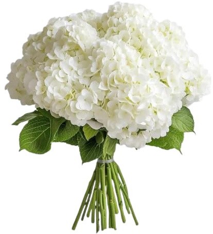 Bouquet de Hortensias Blancas Naturales Hydrangea con 10 Flores en Diseño Romántico