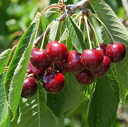 CILIEGIO SIMILE -PRUNUS AVIUM- AMARENA FRANCESE DA MARMELLATA - albero da frutto da esterno pianta vera