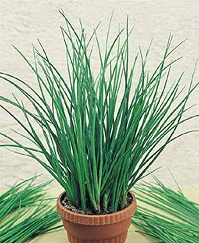 Chinese Garlic Chives - Delicious in Salads, Spreads and Flavored vinegars. (100 - Seeds)