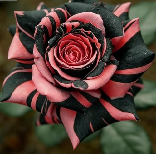 Seltene Staudenrose – Rosenstängel – Mehrjähriger Strauch – Winterhart und pflegeleicht – Wunderschöne Balkondekoration-4 root-C