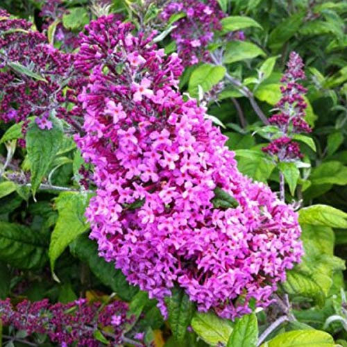 Buddleja Davidii 'Pink Delight'- Arbre aux papillons 'Pink Delight' 40-60 cm en conteneur