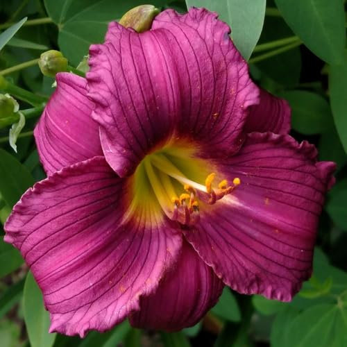 Hardy Daylily Bulbs, Perennial Ornamental Flowers, Excellent for Outdoor Display, Daylily Plant Bulbs,-10 Bulbs-C