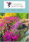 Rocaille, jardin de rocaille 1000 Graines (MIX)- vivace, couvre-sol, rocaille
