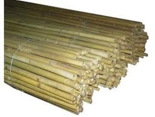 10 canne bamboo bambù pareti divisorie pali pomodori piante rampicanti h. 210 cm diametro 26-28