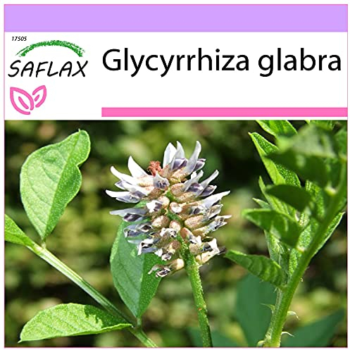SAFLAX - Kräuter - Süßholz/Lakritze - 30 Samen - Glycyrrhiza glabra