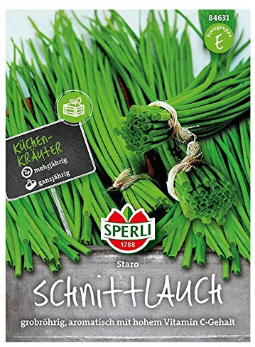 Schnittlauch Staro, grün grobröhrig aromatisch mit hohem Vitamin C gehalt, mehrjährig