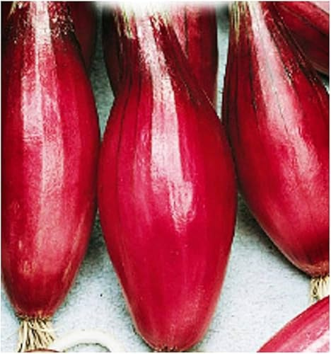 200 Graines de Oignon Rouge Long de Tropea - Allium Cepa - Légume Allongé Violacé - Aromate Jardin - 320