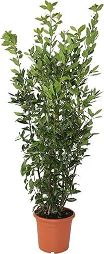 Laurel Natural Árbol de Exterior con Hojas Aromatizantes