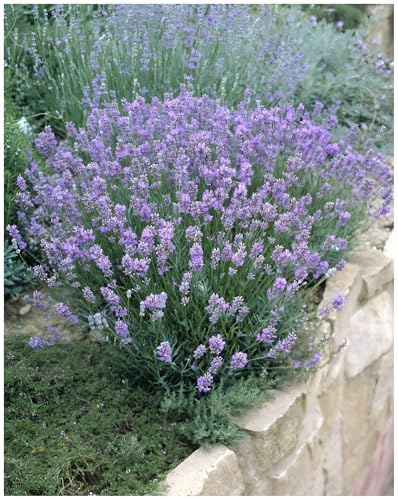 Stauden Gänge 10 x Lavandula angustifolia 'Dwarf Blue' Echter Lavendel | Blaue Staude für Sonne, Blüte Juli bis August, mehrjährig, 9x9 cm Topf