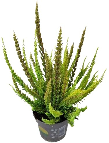 Calluna Mediterránea - Planta Arbustiva de Poco Riego