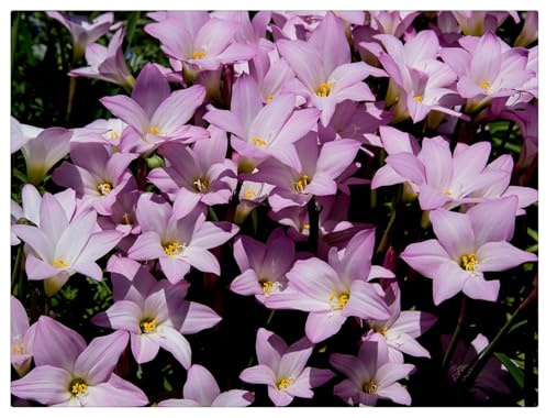 Bulbos de Zephyranthes: Resilientes, Versátiles, Naturales, Sostenibles, Floración Sostenida-8 Bulbos