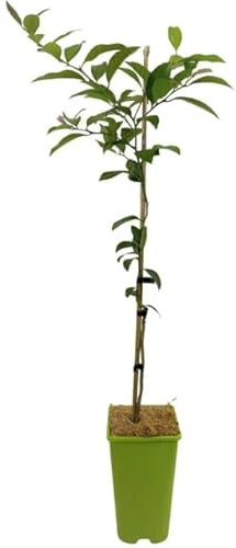Árbol de la Lima Natural Crea un Oasis de Cítricos en tu Jardín