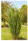 3 x Panicum virgatum 'Northwind' im 1 Liter Topf (Ziergras/Gräser/Winterhart/Mehrjährig/Staude) Reisen Rutenhirse - TOP SORTE/EXTREM AUFRECHT - Perfekt für als Sichtschutz - von Stauden Gänge