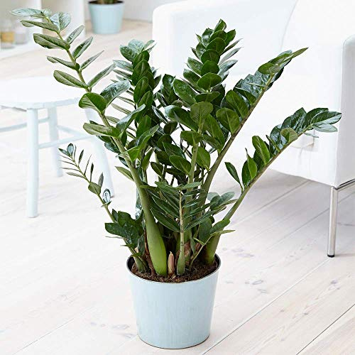 Zamioculca Zamiifolia Plante d’intérieur - Arbuste d’intérieur Plante en pot 13 cm