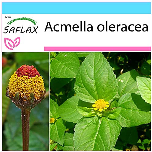 SAFLAX - Confezione regalo - Crescione del Brasile - 500 semi - Acmella oleracea