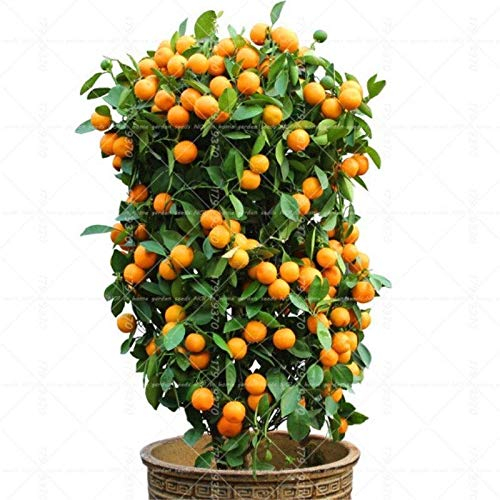 Portal Cool 40pcs Bonsai Orange Mandarine comestibles Pot d'agrumes Nain Orange Tree en