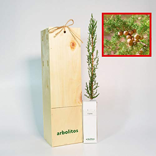 CIPRÉS - arbolito de pequeño tamaño en caja de madera - PLANTA VIVA (1)