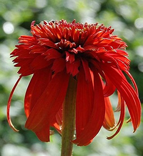Sonnenhut Hot Papaya - Echinacea purpurea - lebende Gartenpflanze aus den Baumschulen