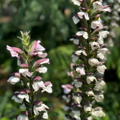 semillas de acanto, resistentes al aire libre Acanto ilicifolius, semillas de resistentes para el jardín silvestres arbustos en arbustos para el 100pcs
