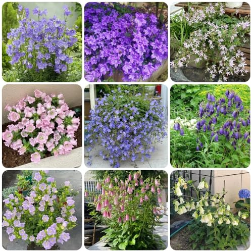 semi di campanula, recisi, Campanula media, campanula resistenti, giardino biologici, 900pcs