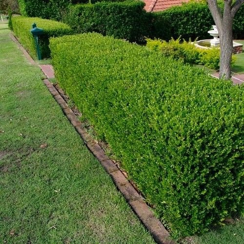 Graines De Buis Japonais À Feuilles Persistantes (Buxus Microphylla)
