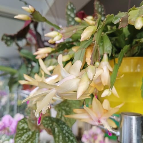 Cactus di Natale balcone recisi ornamentali zone giardino vaso 420semi