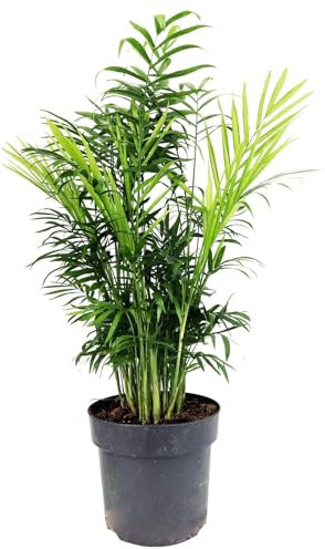 Bergpalme, Topf-Ø 17 cm, Höhe ca. 60 cm