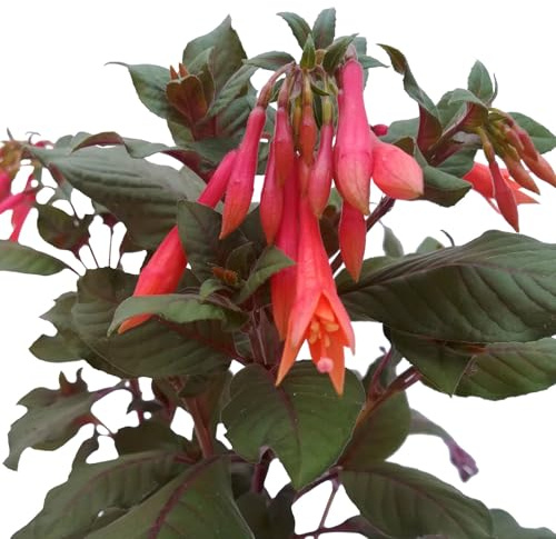 Fuchsie 'Koralle', orange-rot, Topf 12 cm Ø, 6 Pflanzen
