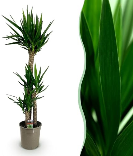 Green boutiQ - Plante d'intérieur - Yucca elephantipes - Yucca - Peu d'entretien - Vert - 1 - Pot 24cm - Hauteur 140cm